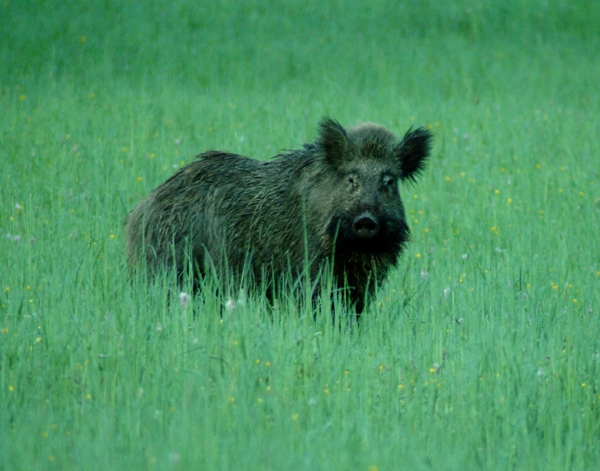 cinghiale